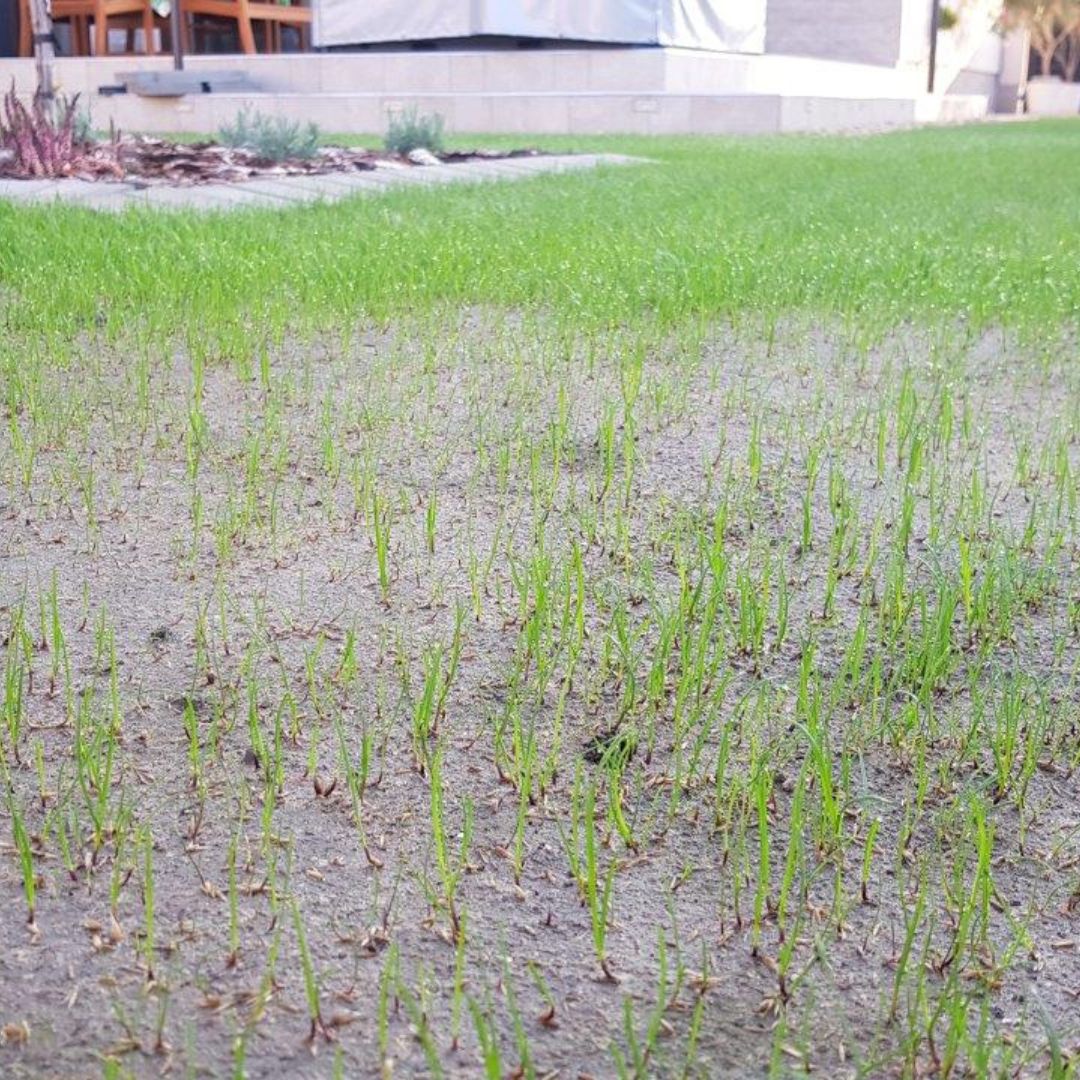 Hidrolizált huminsav füvesítésnél – mit várhatsz tőle 