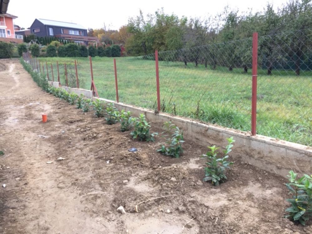 leylandik ültetés után