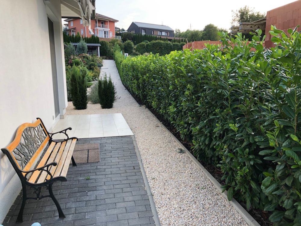 babérmeggy sövény