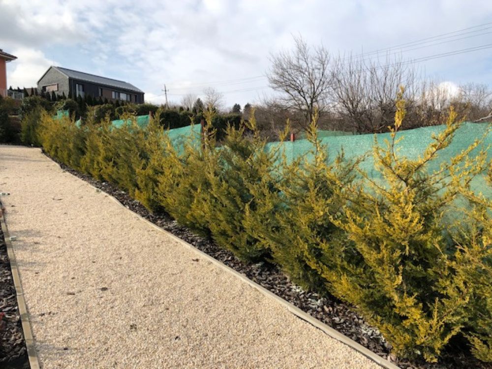 leylandik ültetés után