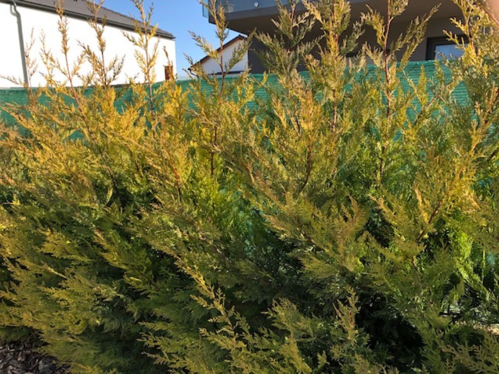 leylandik megsárgulva