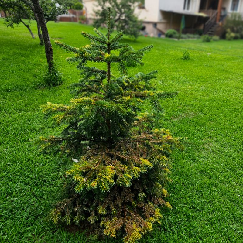 Atkás normandfenyő – tünetek a tűleveleken