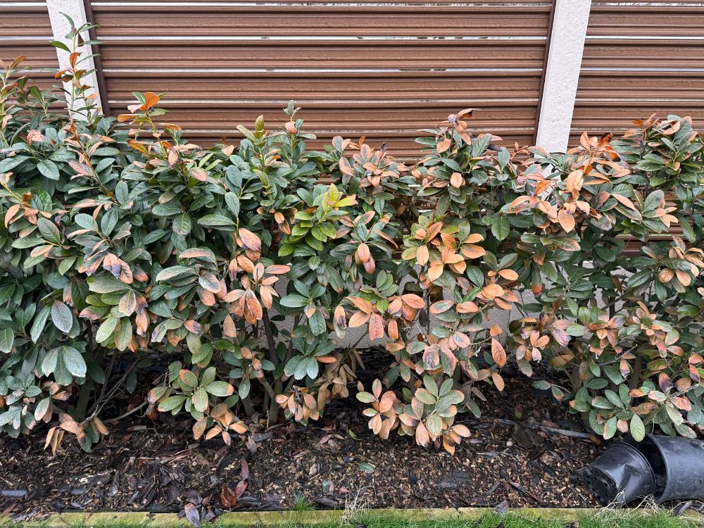 Babérmeggy téli károsodása