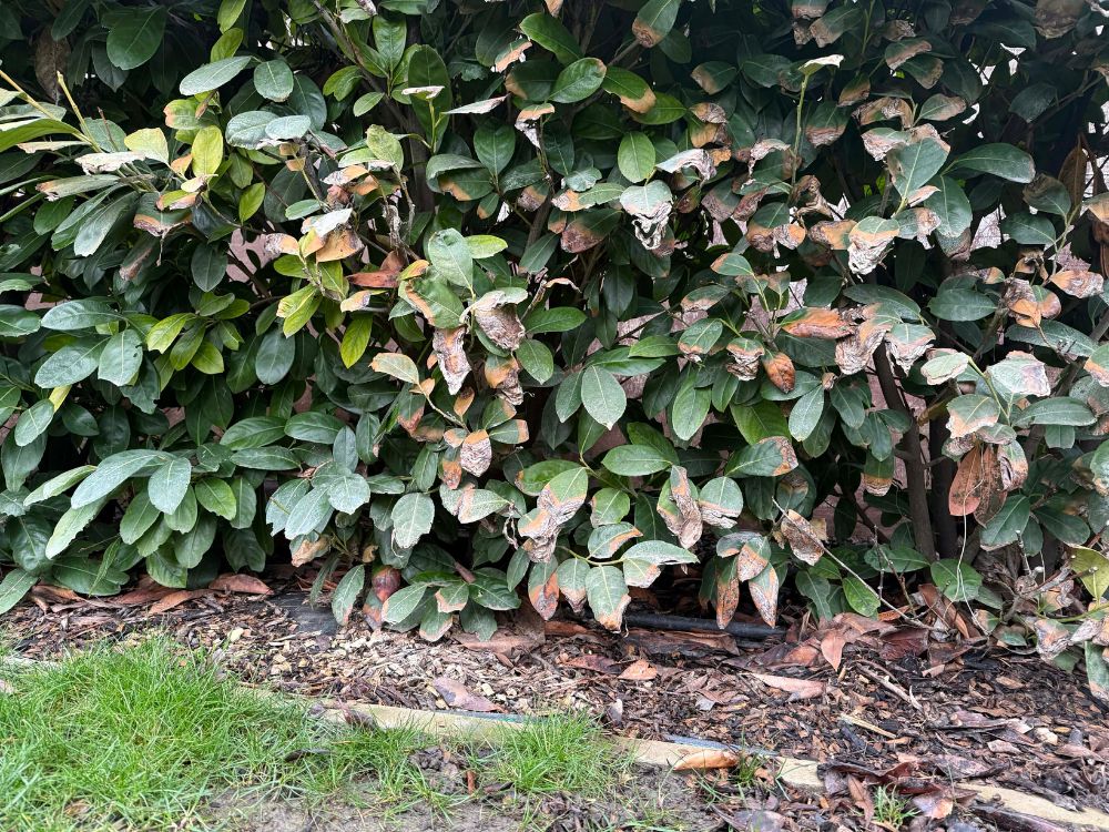 Babérmeggy téli károsodása