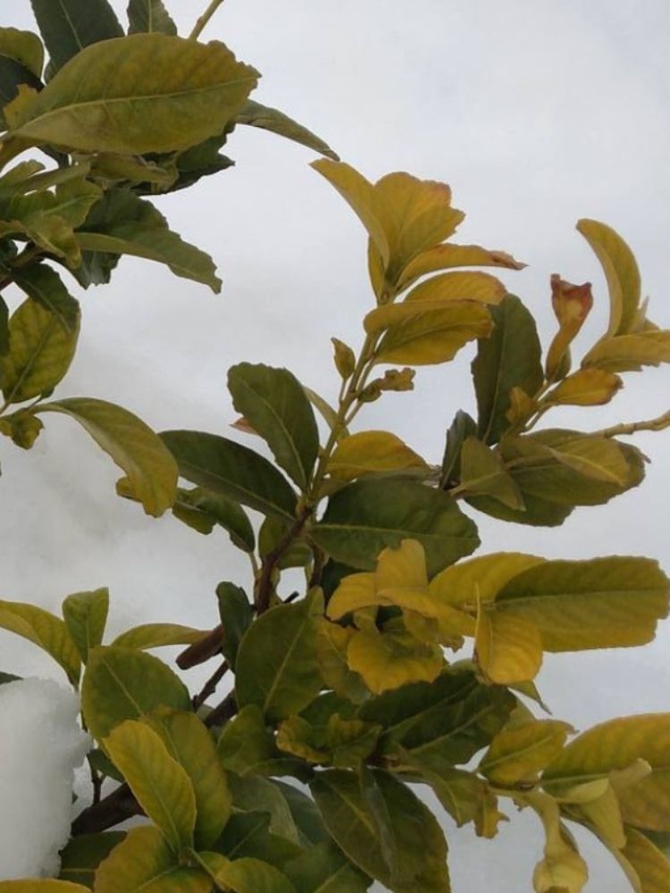 Babérmeggy téli károsodása