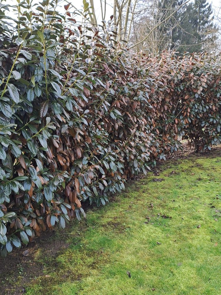 Babérmeggy téli károsodása