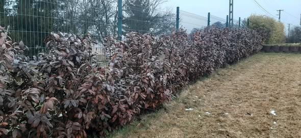 Babérmeggy téli károsodása