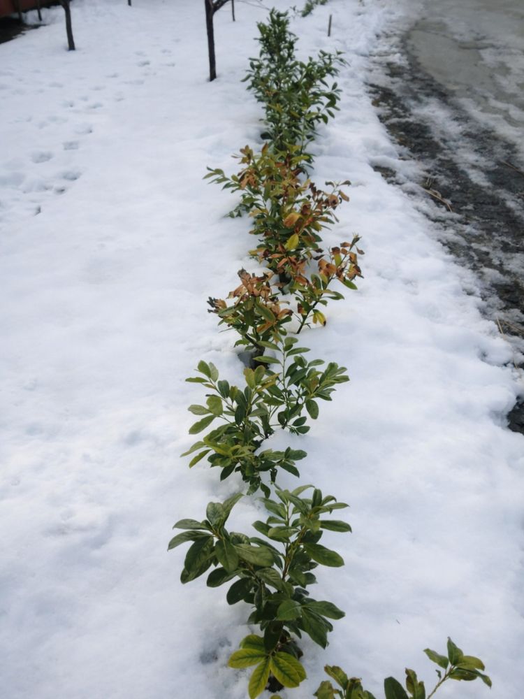 Babérmeggy téli károsodása