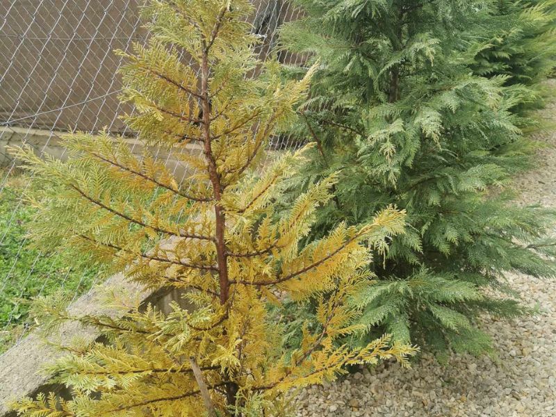 Sárguló leylandi ültetési utáni évben