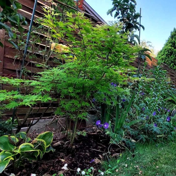 Egészséges, virágzó kert