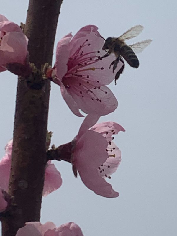 Humin Garden barack ápolás