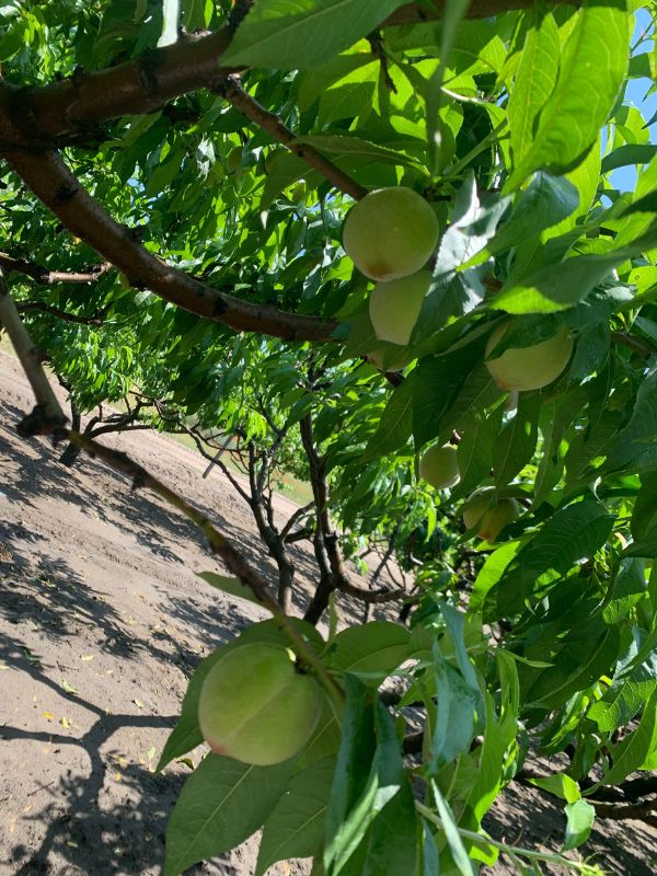 Humin Garden barack ápolás