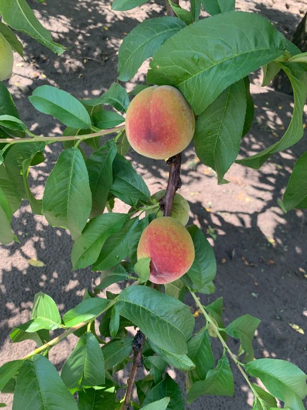 Humin Garden barack ápolás