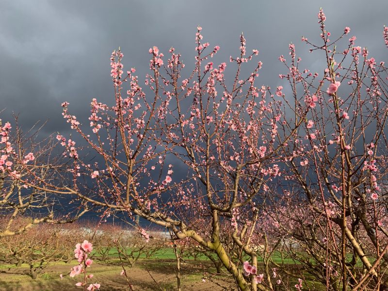 Humin Garden barack ápolás