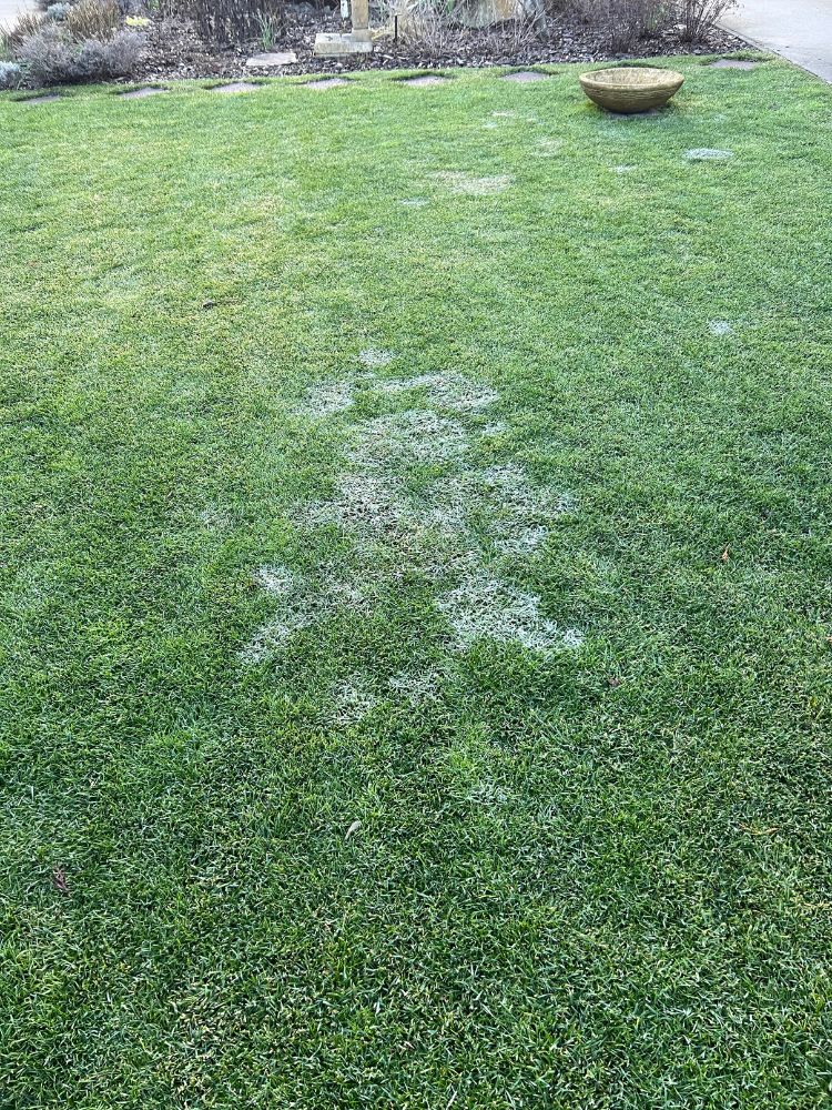 Felszáradó hópenész foltok