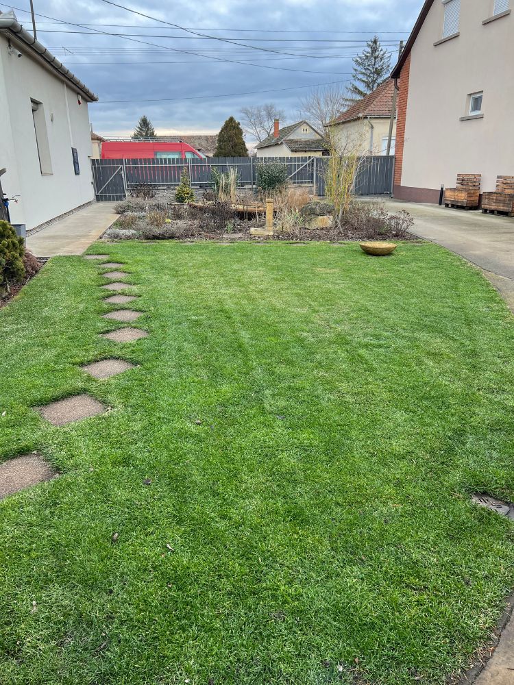 Egészséges nádképű csenkesz gyep