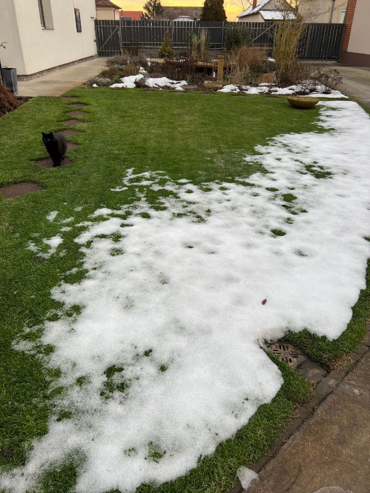 Rózsaszín hópenész közelről