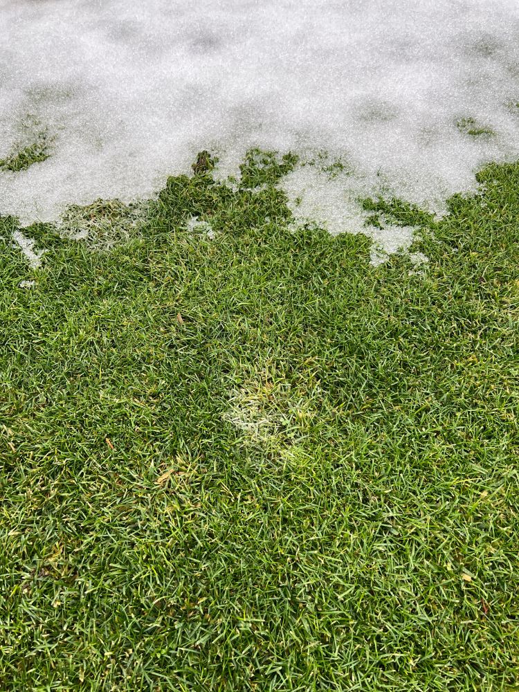 Regenerálódó gyep