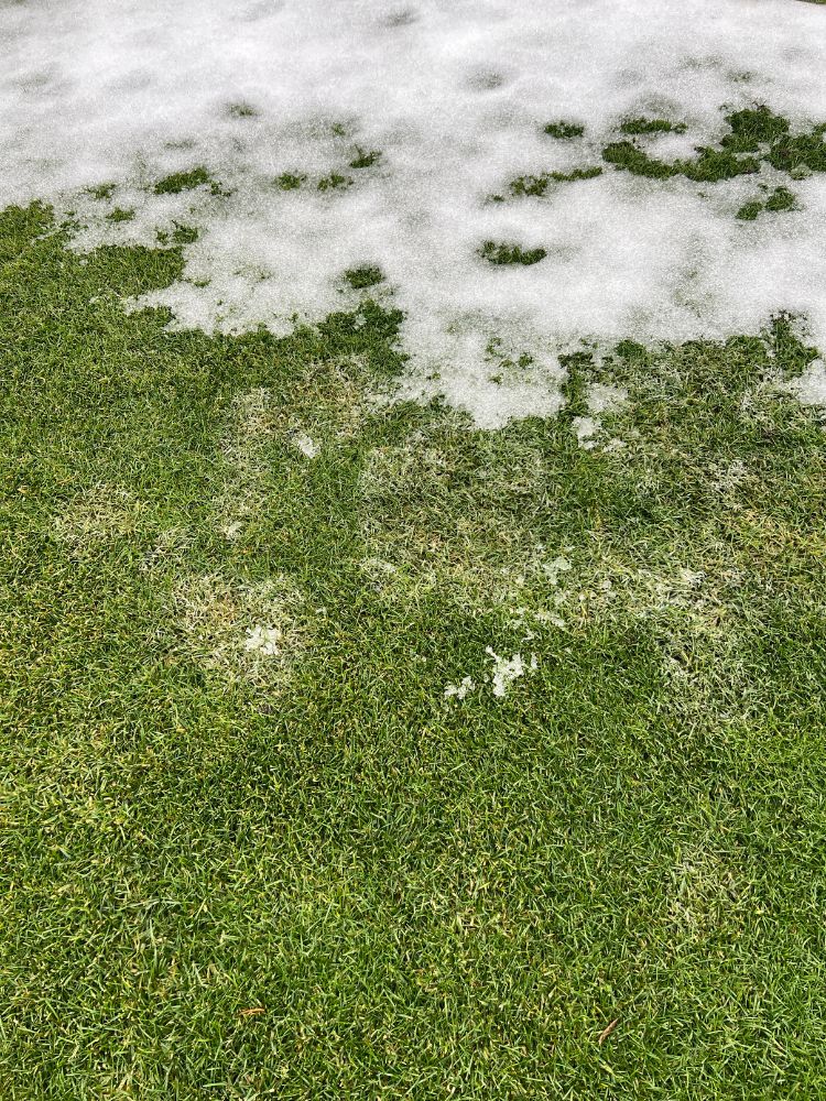 Hópenész foltok a gyepen