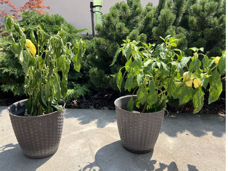 Huminsav kísérlet paprikán